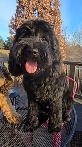 Heartland Hills Blessed Beauty